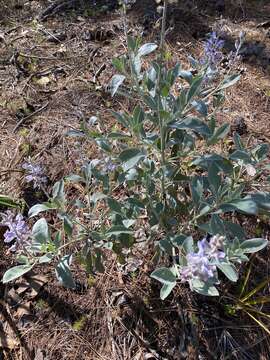 Image of Gulf Coast lupine