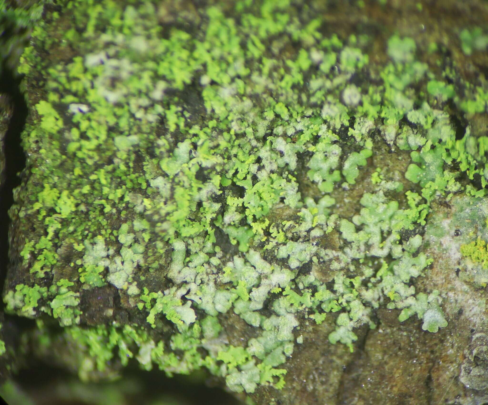 Image of waynea lichen