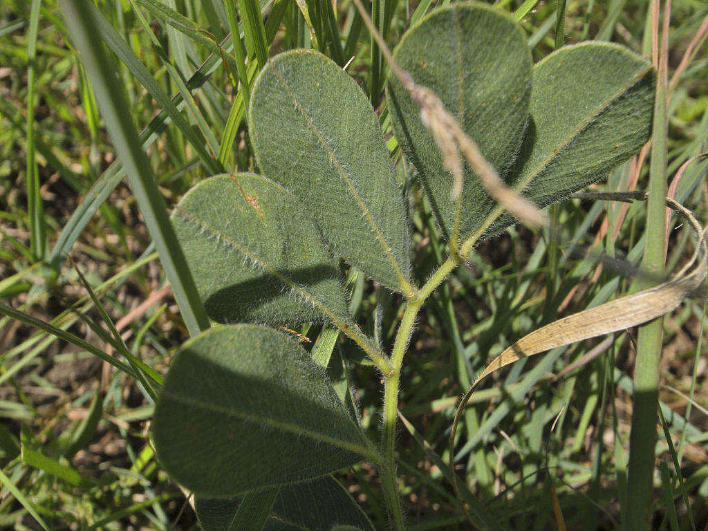 Image of Tephrosia natalensis subsp. pseudocapitata (H. M. L. Forbes) Schrire