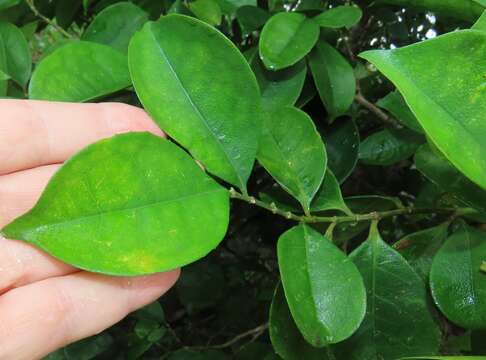 Image of Suregada zanzibariensis Baill.