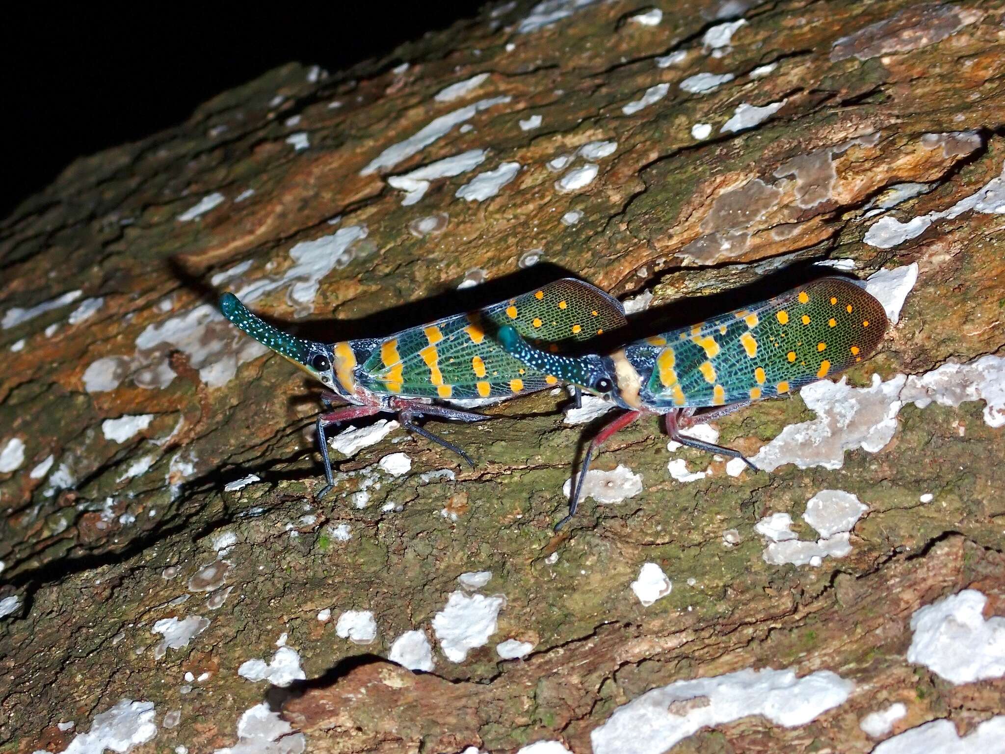 Image of Pyrops maquilinganus (Baker 1925)