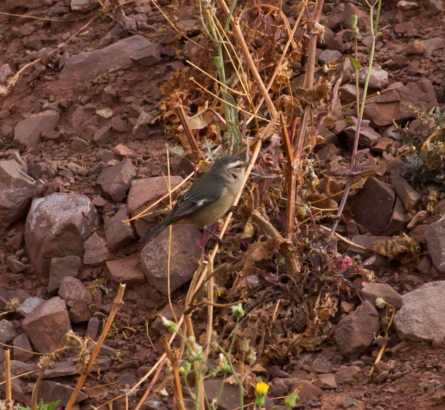 Image of Cinereous Conebill