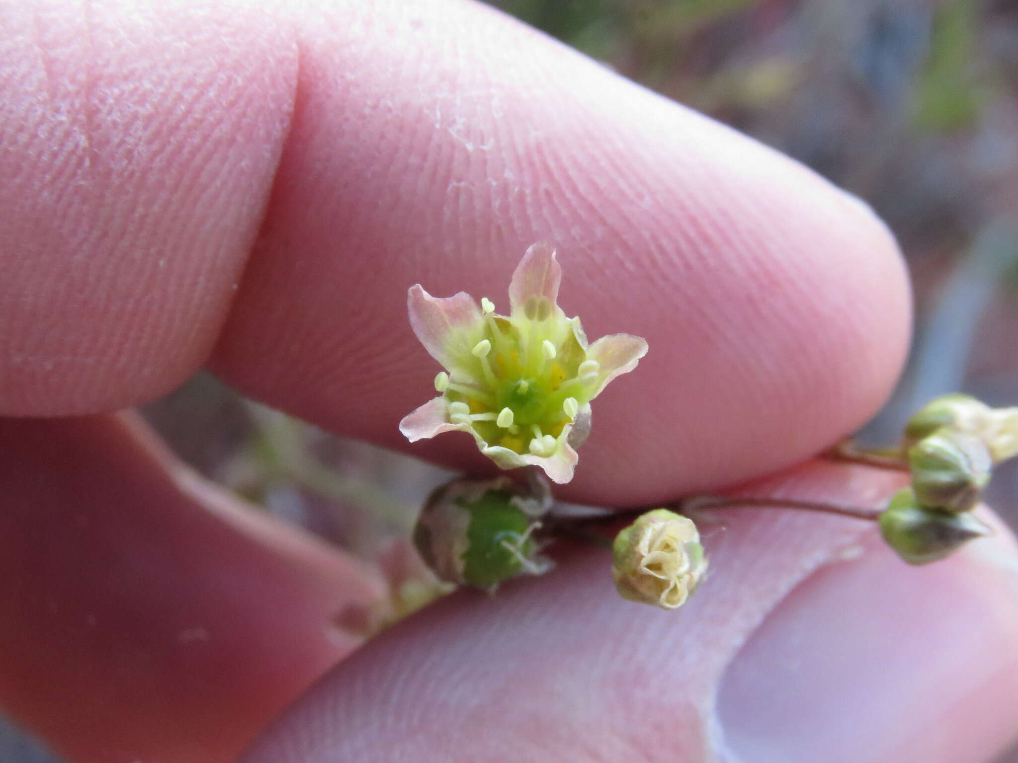 Image of Mojave Sandwort