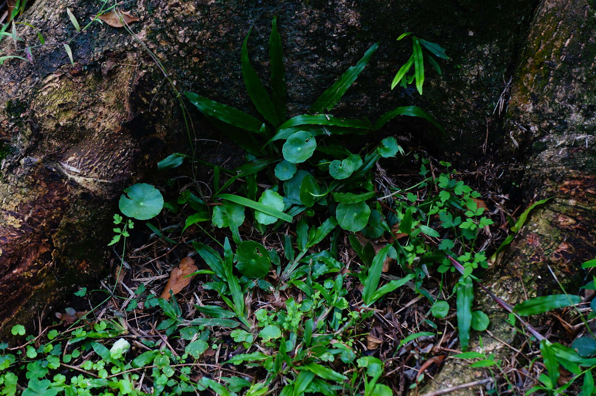 Слика од Hydrocotyle verticillata Thunb.