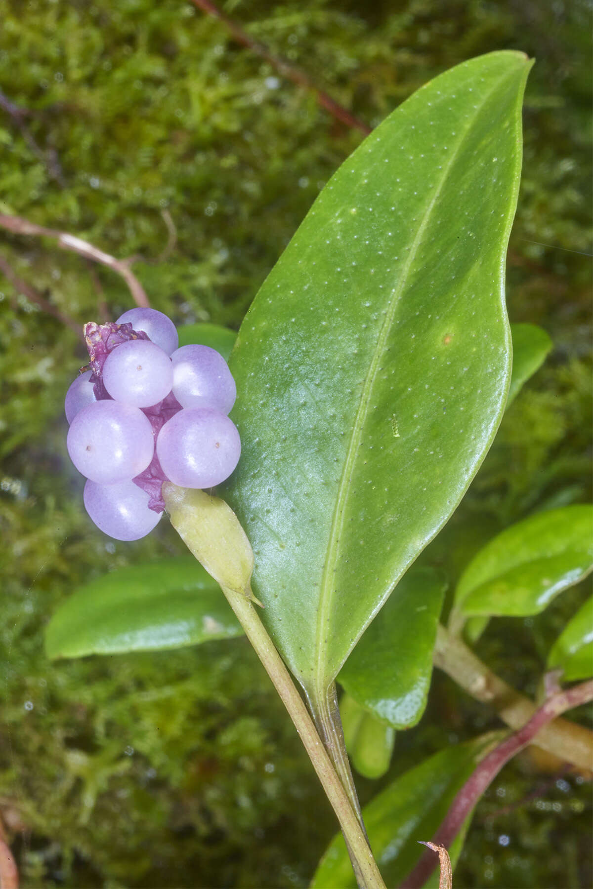 Image of Anthurium scandens subsp. scandens