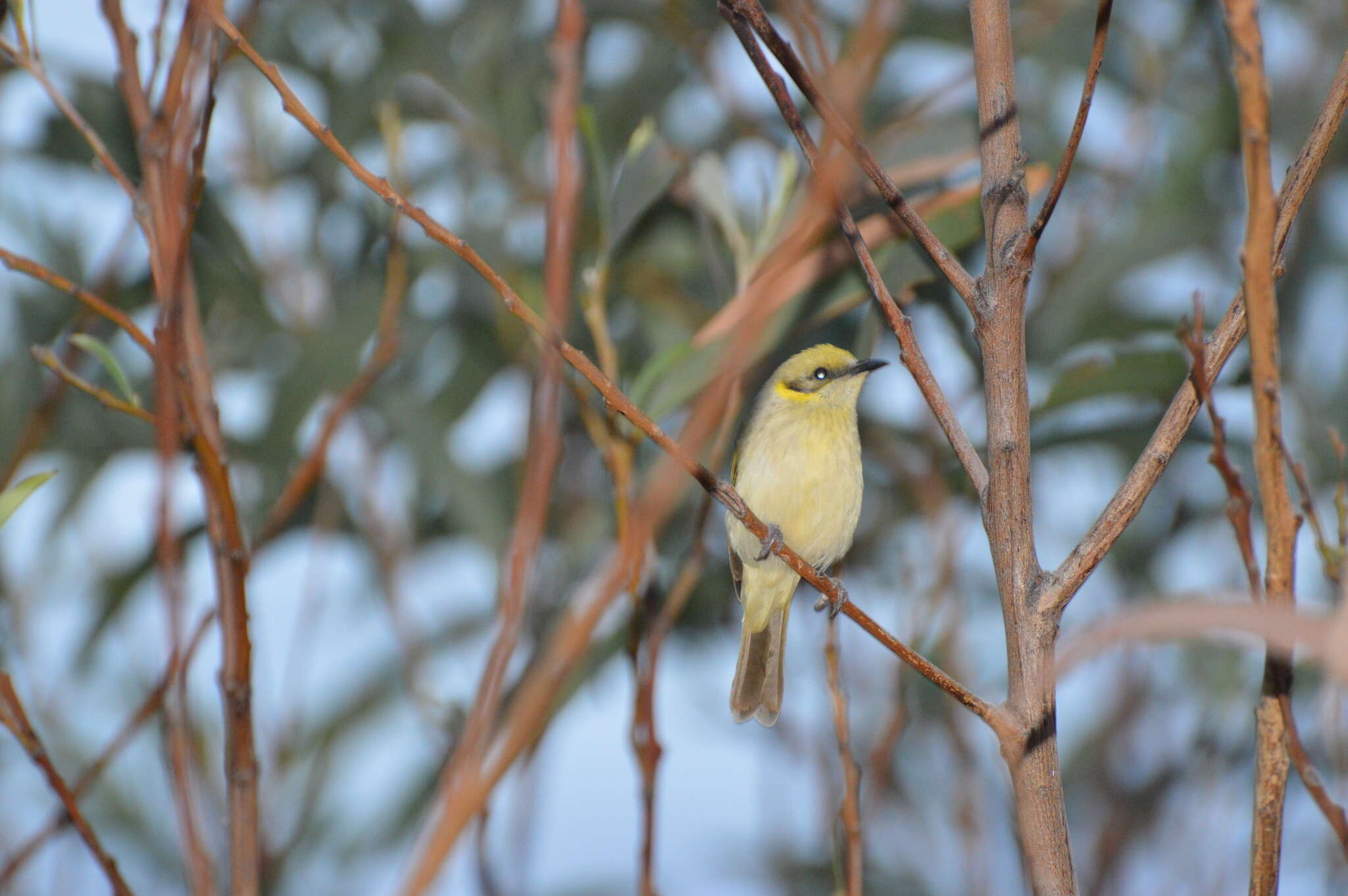 Image of Grey-fronted Honeyeater