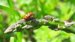 Image of Spotted asparagus beetle