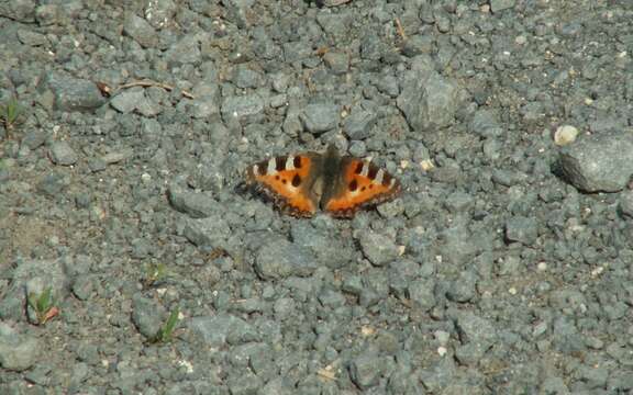 Слика од Aglais urticae urticae