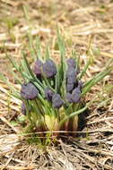 Image of Allium atrosanguineum Schrenk