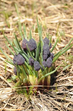 Image of Allium atrosanguineum Schrenk