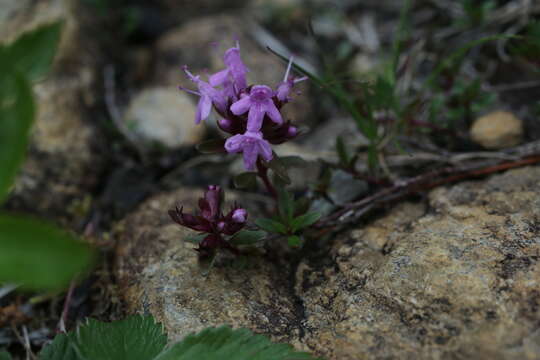 Image of Thymus quinquecostatus Celak.