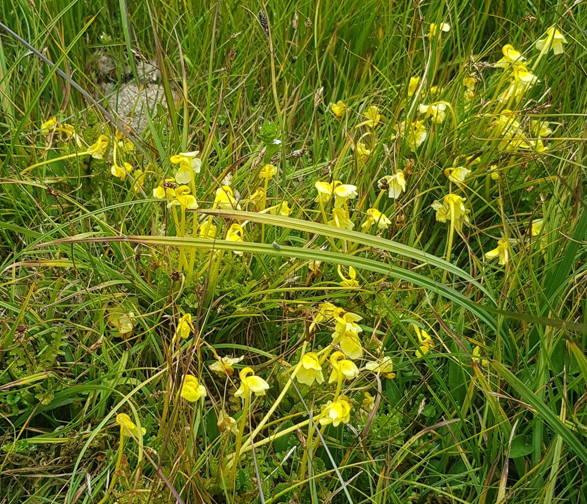 Imagem de Pedicularis longiflora Rudolph