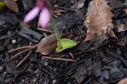 Image of Eriochilus scaber Lindl.