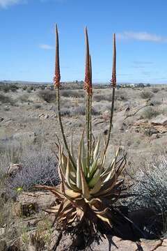Image of Aloe gariepensis Pillans
