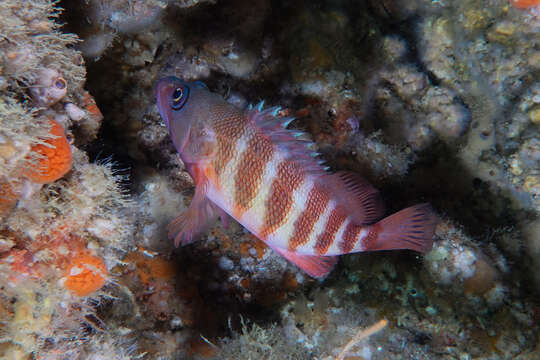 Image of redbanded perch