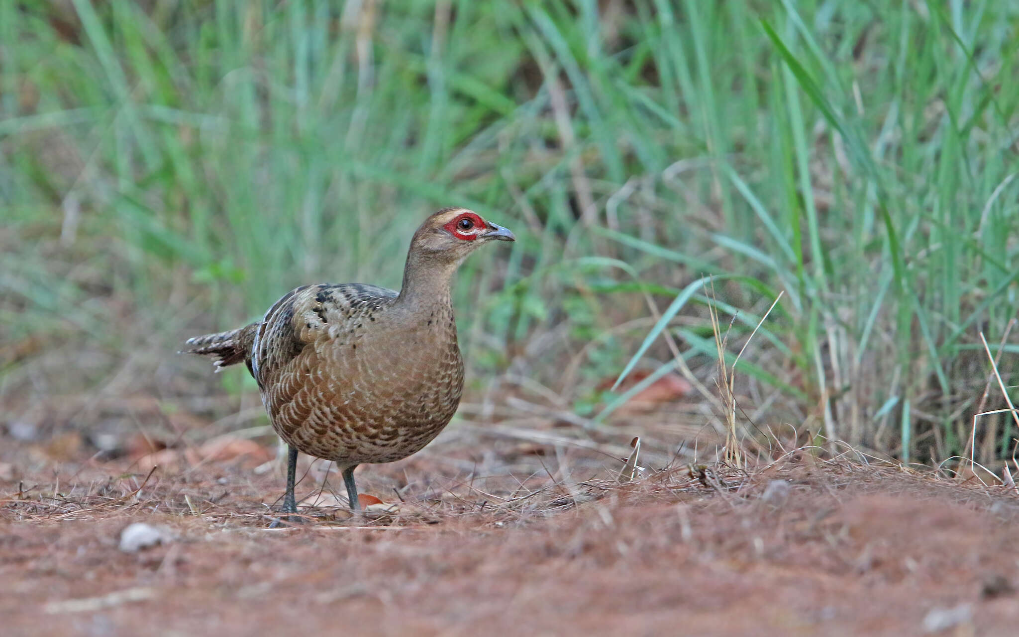 Image of Hume's Bar-tailed Pheasant