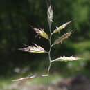 Sivun Festuca rupicaprina (Hack.) A. Kern. kuva