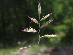 Image de Festuca rupicaprina (Hack.) A. Kern.