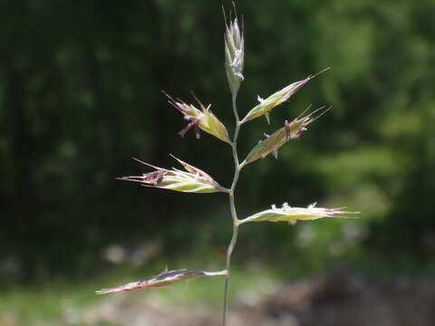 صورة Festuca rupicaprina (Hack.) A. Kern.