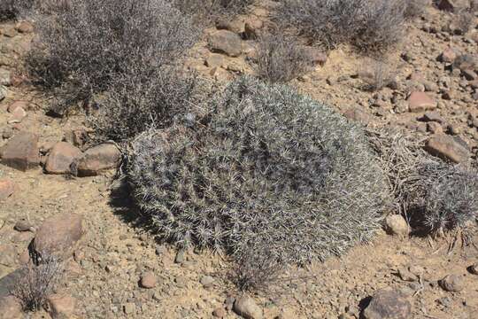 Image of Euphorbia loricata Lam.