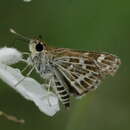 Image of Grey-veined Grass Dart