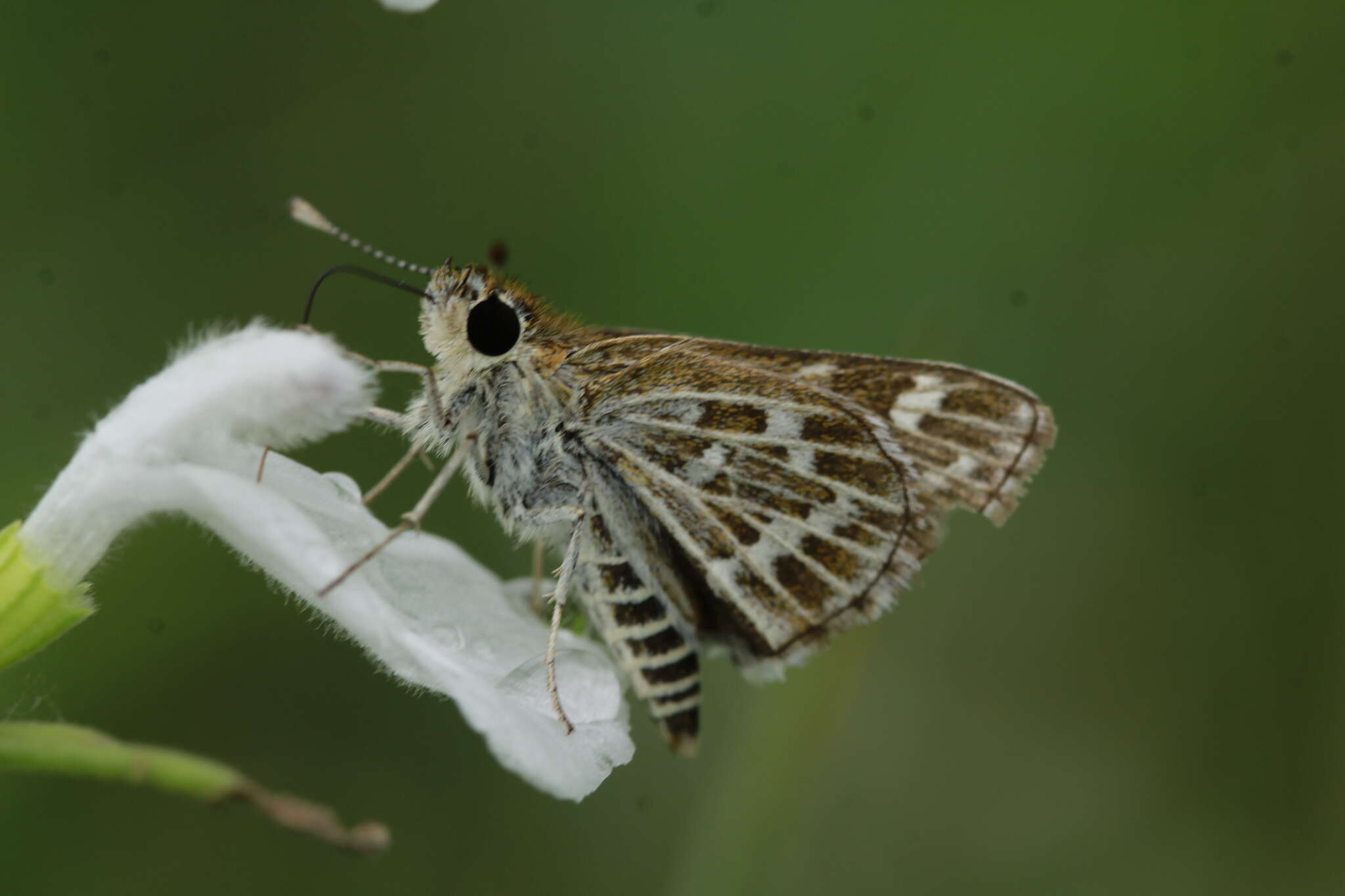 Image of Grey-veined Grass Dart