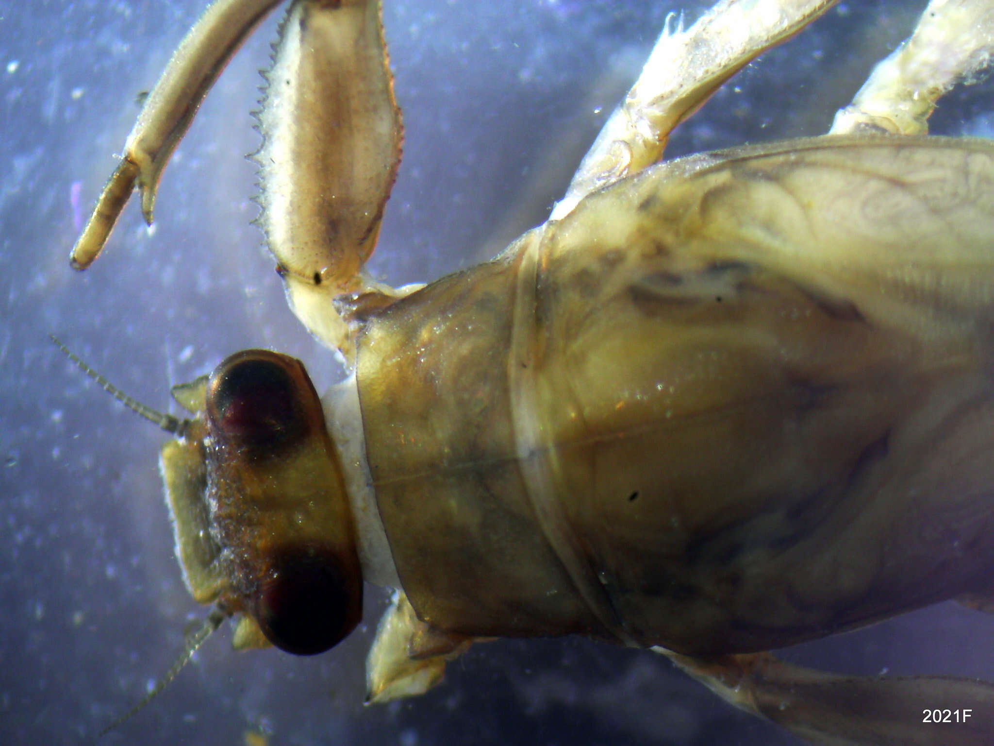 Image of Western Green Drake (mayfly)