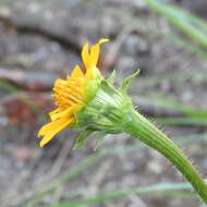 صورة Tithonia thurberi A. Gray