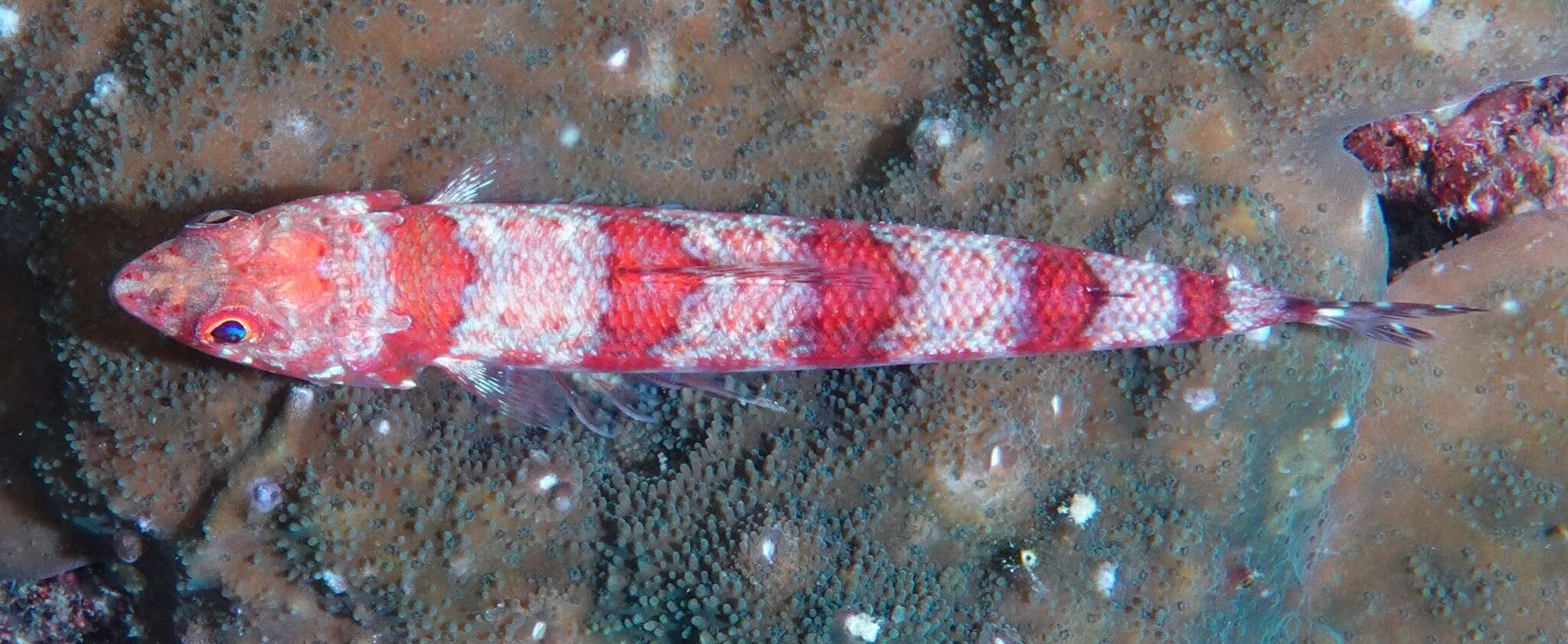 Image of Lizardfish