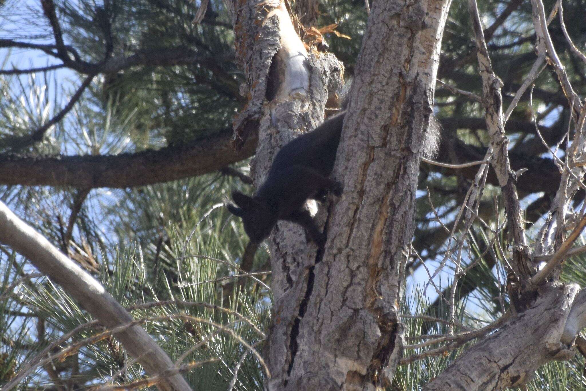 Image of Sciurus subgen. Otosciurus Nelson 1899