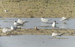 Charadrius veredus Gould 1848 resmi