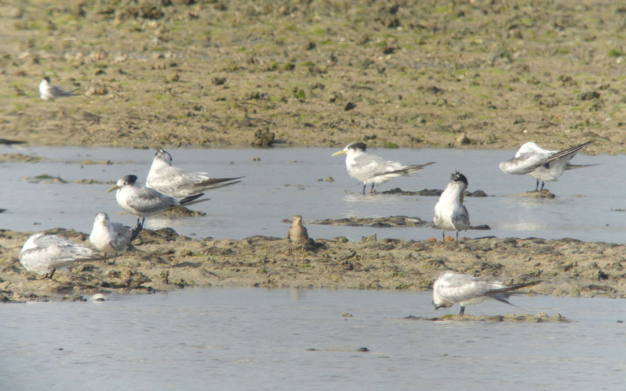 Image of Oriental Dotterel