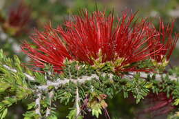 Image of Melaleuca cyrtodonta Turcz.