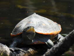 Image of Malaclemys terrapin macrospilota (Hay 1904)