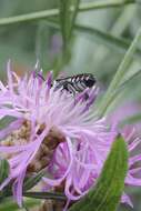 Image of Apical Leafcutter Bee