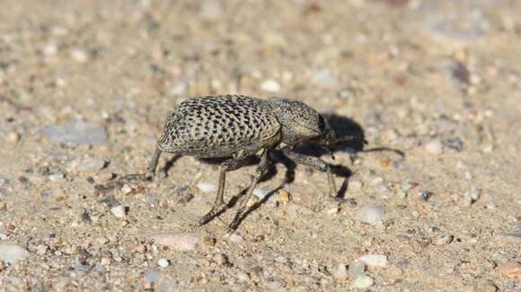 Image of Cryptoglossa variolosa (Horn 1870)