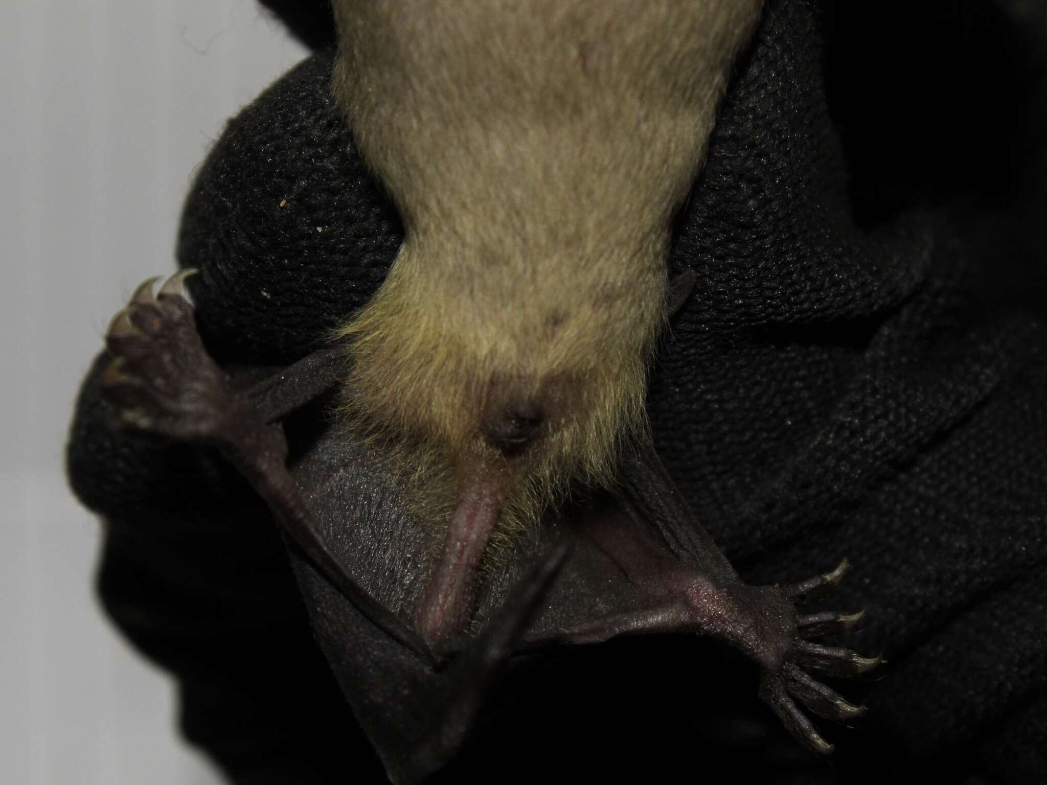 Image of Asiatic Lesser Yellow House Bat