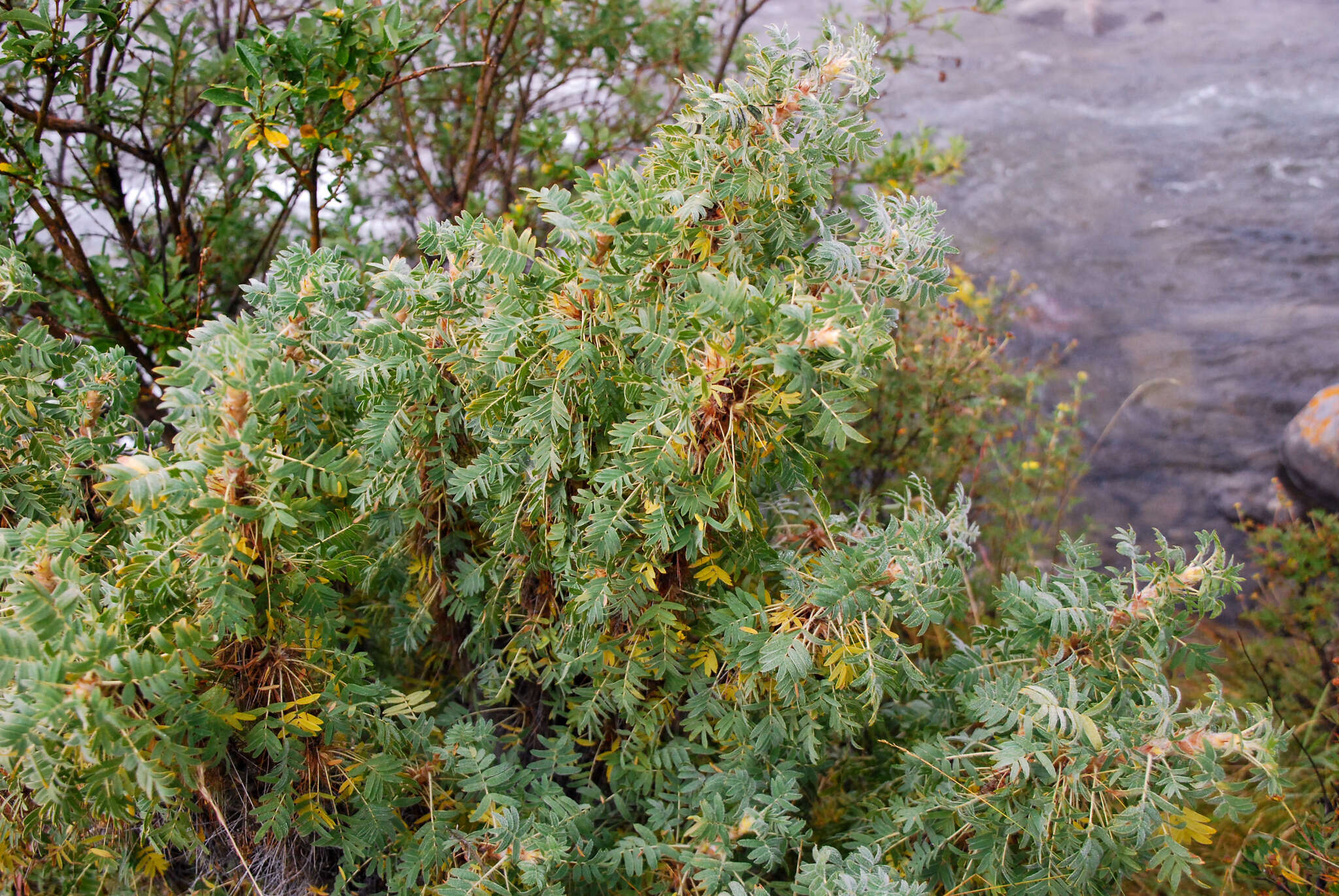 Imagem de Caragana jubata (Pall.) Poir.