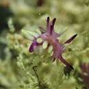 Image of Okenia purpurata Rudman 2004