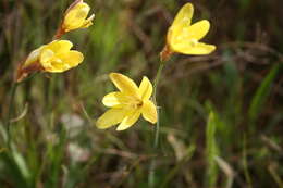 Image of fragrant wandflower