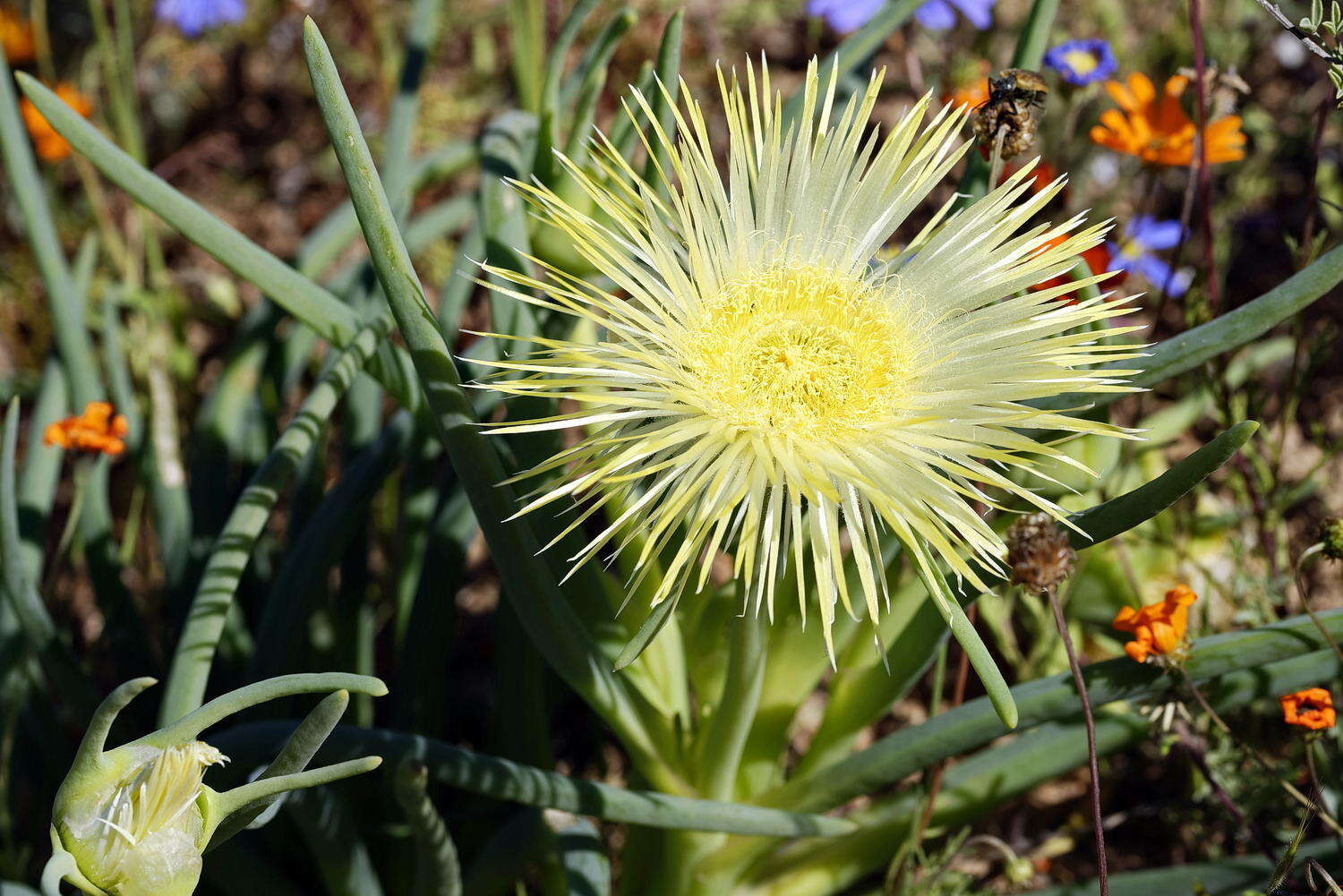 Image of Conicosia elongata (Haw.) Schwant.