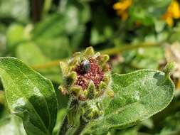 Image of Leaf beetle