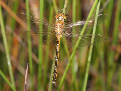 Image of Eastern Swamp Emerald