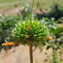 Image of Leonotis ocymifolia var. schinzii (Gürke) Iwarsson