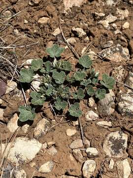 Image of Paria River Indian breadroot