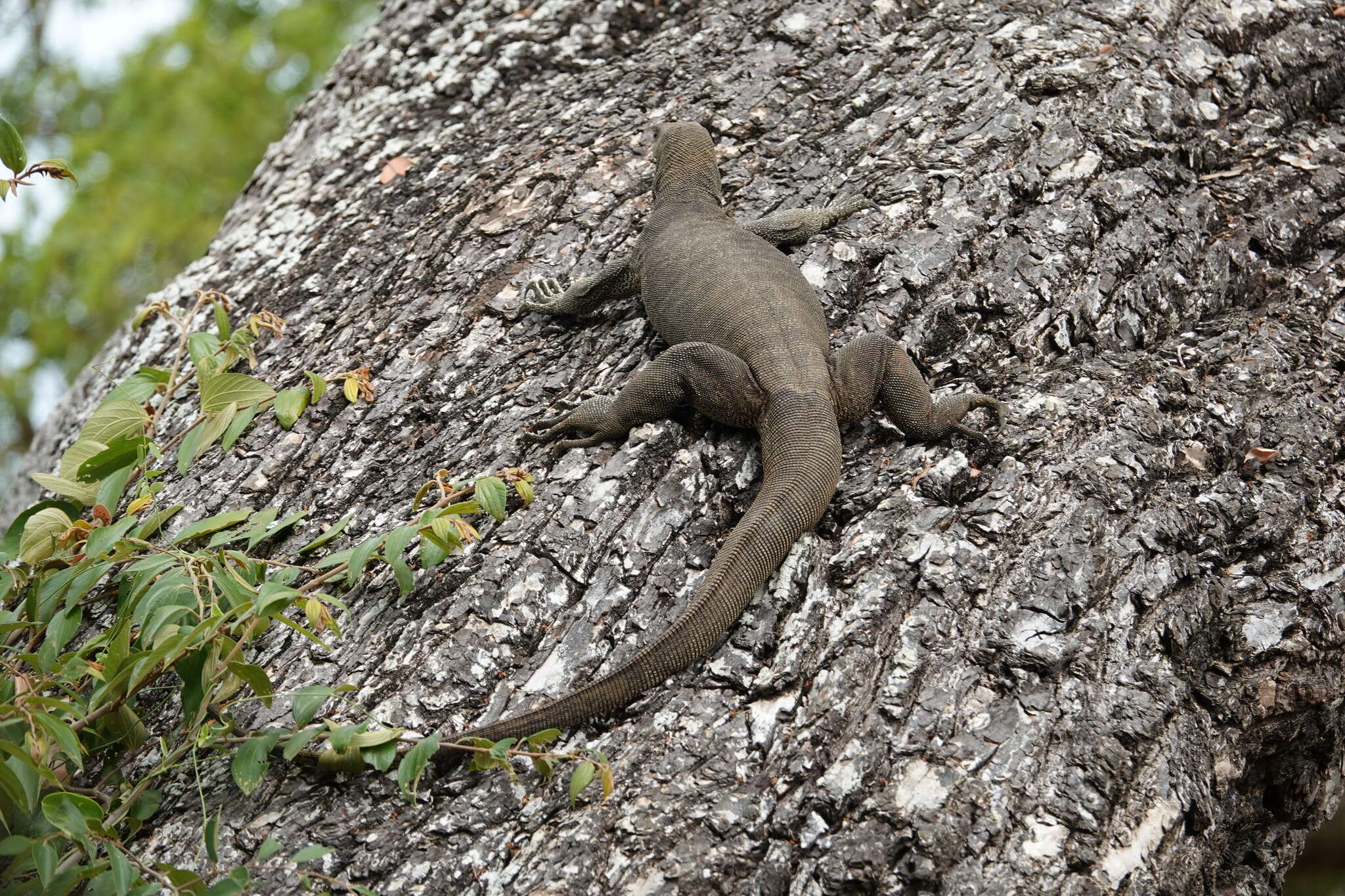 Imagem de Varanus bengalensis (Daudin 1802)