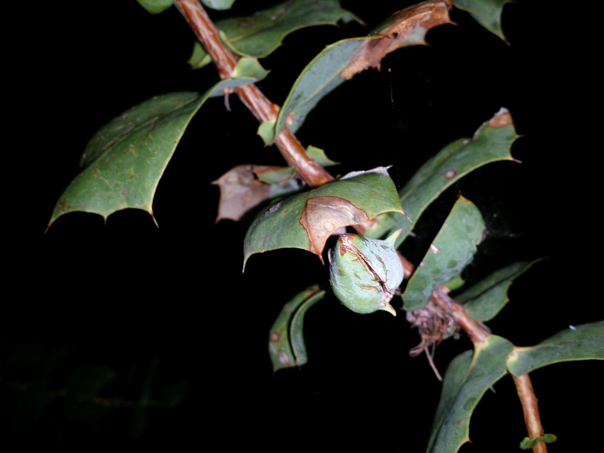 Image of Hakea prostrata R. Br.