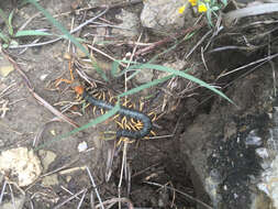 Image of Giant Redheaded Centipede