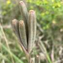 Image de Moraea britteniae (L. Bolus) Goldblatt