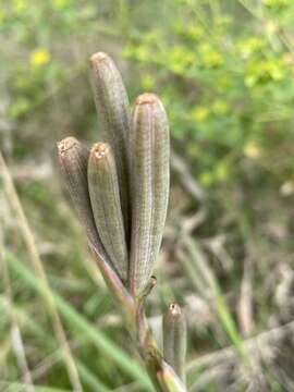 Image of Moraea britteniae (L. Bolus) Goldblatt